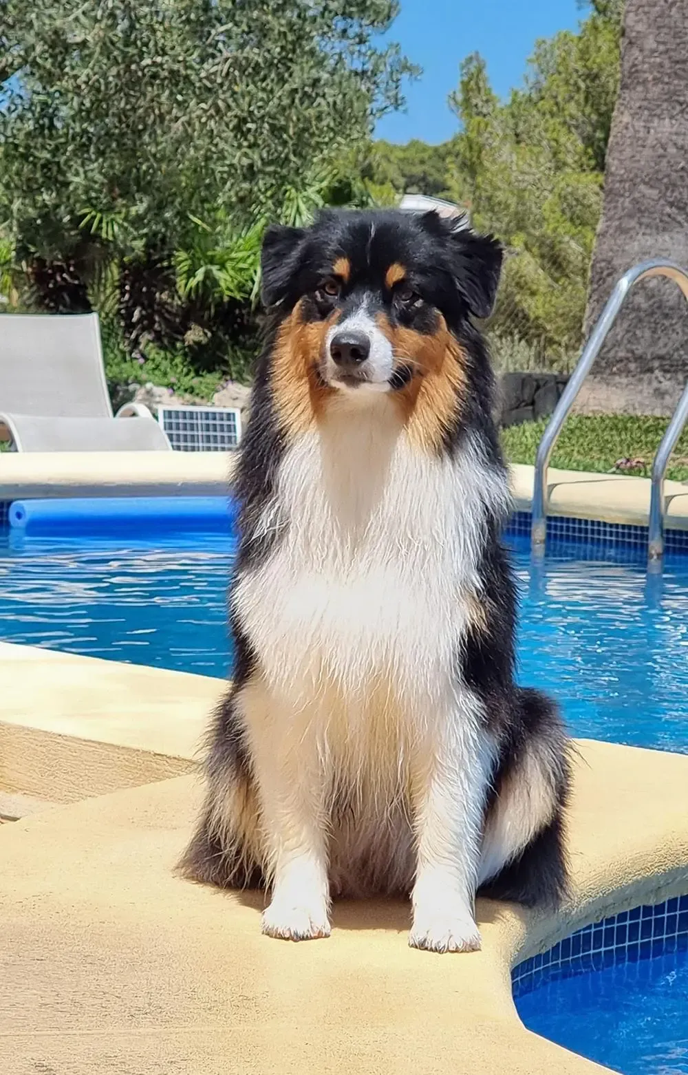 Tierbestattung Trier Maze - Australian Shepherd